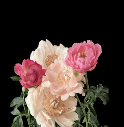 Close-up of pink roses against black background