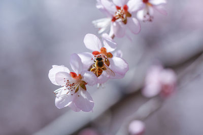 Beautiful pink peach blossoms in full bloom in spring