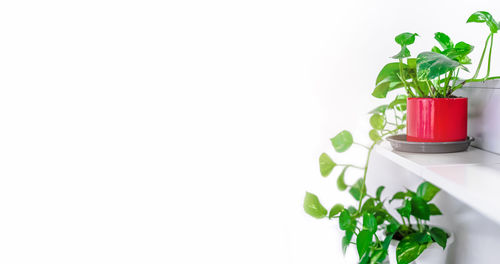 Close-up of potted plant against white background