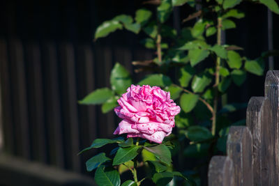 Close-up of pink rose