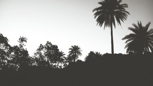 Low angle view of silhouette palm trees against clear sky