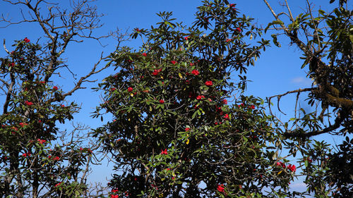 Low angle view of berries growing on tree against sky