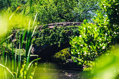 Plants by lake against trees