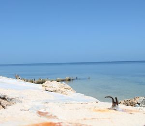 Scenic view of sea against clear blue sky