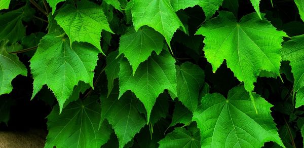 Full frame shot of leaves