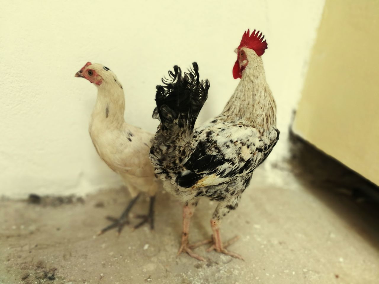 bird, animal themes, animal, chicken - bird, livestock, domestic animals, vertebrate, pets, domestic, chicken, mammal, no people, nature, day, male animal, hen, group of animals, two animals, outdoors