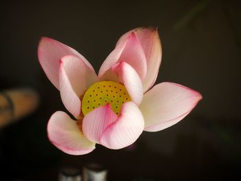 Close-up of pink lotus against black background