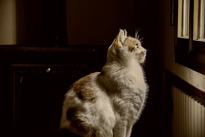 Close-up of cat sitting at home