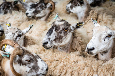 Full frame shot of sheep