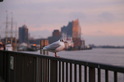 Seagull perching on railing