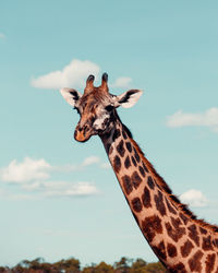 View of giraffe against sky