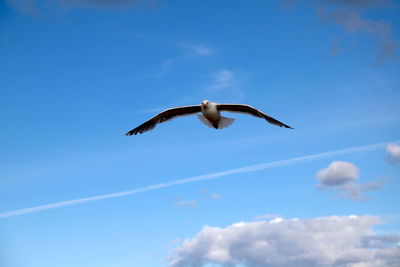 Low angle view of seagull flying in sky