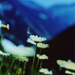 Close-up of white flowers