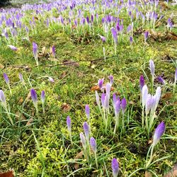 Close-up of purple flowers blooming in field