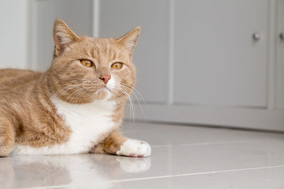 Close-up of a cat looking away