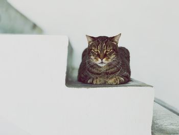 Portrait of cat sitting on wall