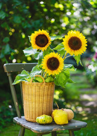  flower arrangement with yellow sunflowers in a wicker basket and same of pumpkins on garden chair. 