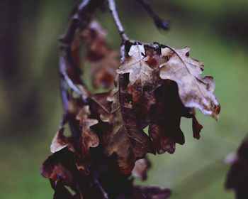 Close-up of dry leaf