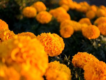 Close-up of marigold flowers blooming outdoors