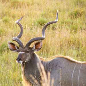 Greater kudu on grassy field