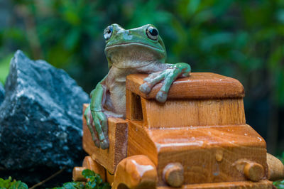 Funny pose of a green tree frog on a wooden toy truck