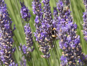 Close-up of bee pollinating on purple flowering plant