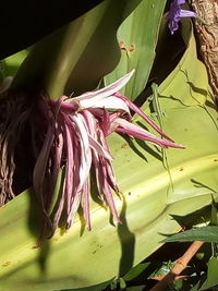 Close-up of flowers