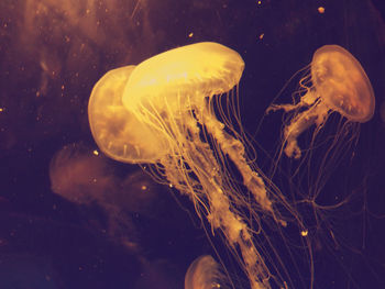 Close-up of jellyfish in water