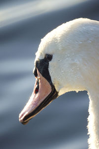 Close-up of wet swan by lake