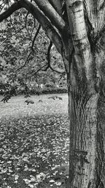 Full frame shot of tree