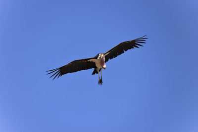 Low angle view of eagle flying against clear blue sky