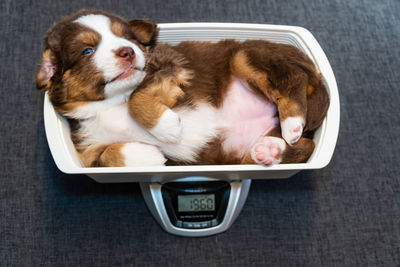 High angle view of dog sleeping