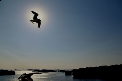 Silhouette birds flying over lake against sky during sunset