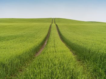 Scenic view of agricultural field against sky