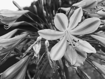 Close-up of flowers