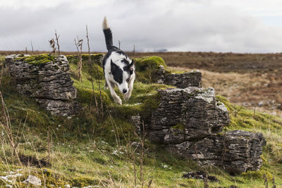 Dog on field against sky