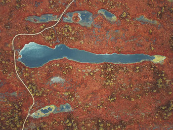 Close-up view of leaf