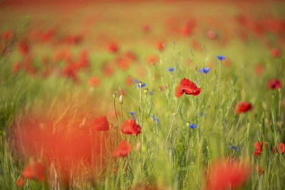 Close-up of red poppy flowers on field