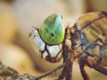 Close-up of insect