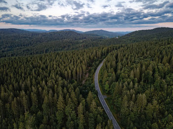 A road through the bavarian forest