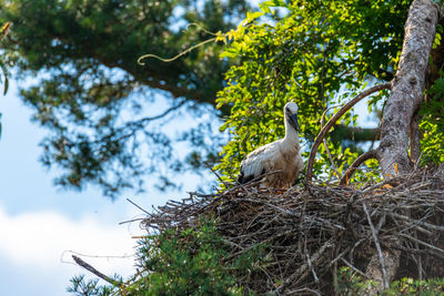 Low angle view of bird perching on tree