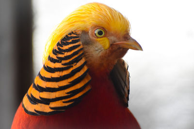 animal themes