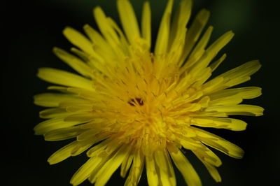Close-up of yellow flower against black background