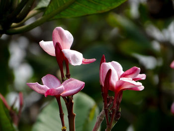 Close-up of pink flowering plant