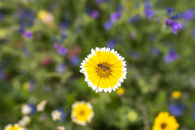 Close-up of yellow flowering plant