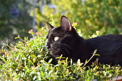 Close-up of black cat on grass