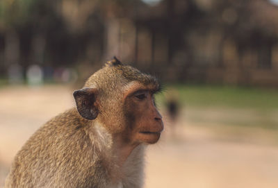 Close-up of a monkey looking away