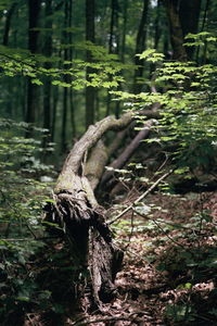 Trees in forest