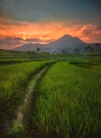 Scenic view of agricultural field against sky during sunset