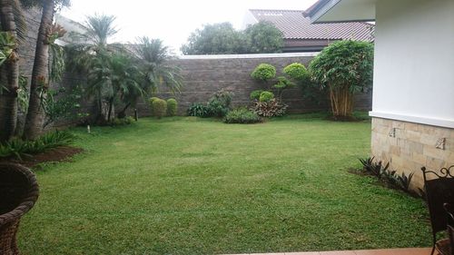 Trees and plants growing in lawn outside building